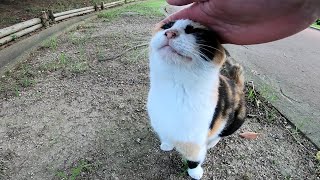 公園を散歩していたら三毛猫がモフられにやって来た
