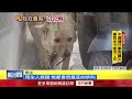 直擊鄰居疑「揮棒毆狗」！ 動防所：沒流血骨折不算虐待