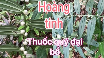 Cây thuốc cực quý bồi bổ khí huyết giúp người yếu khỏe mạnh-cây hoàng tinh 