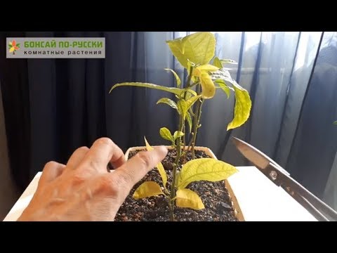 Video: Pasiflora En Tu Casa