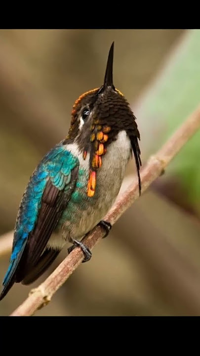 Kolibri Lebah - Kolibri Terkecil, Terimut dan Tercepat
