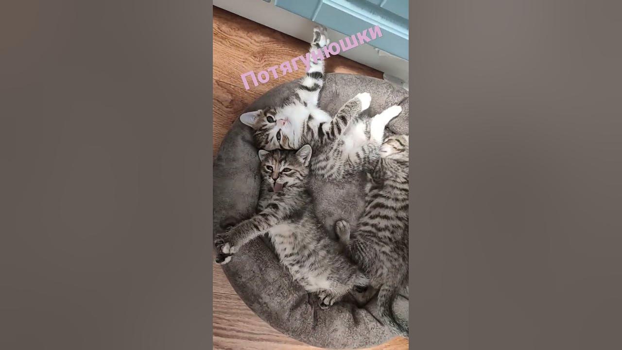 котики 2 - YouTube