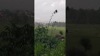 Pemandangan Sawah di Situ Saeur Padalarang Bandung Barat