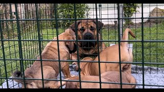 Boerboel Mother Telling Her Puppies Off For Mis Behaving   #boerboel #puppies