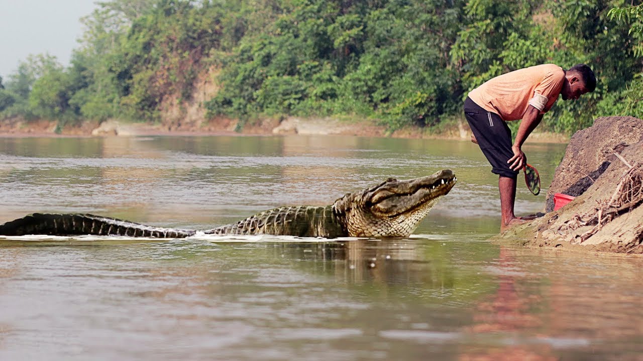 Nature’s Most Incredible Crocodile Encounters