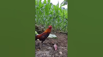 gà rừng đi nương. qaib qus mus ua teb