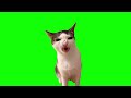 Green screen crunchy cat luna meme