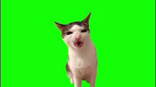 Green Screen Crunchy Cat Luna Meme