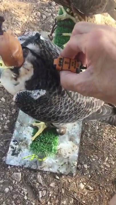 Peregrine falcon flight