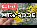 【保存版】ミニトマト完熟の目安は〇〇日！ズレる原因も解説