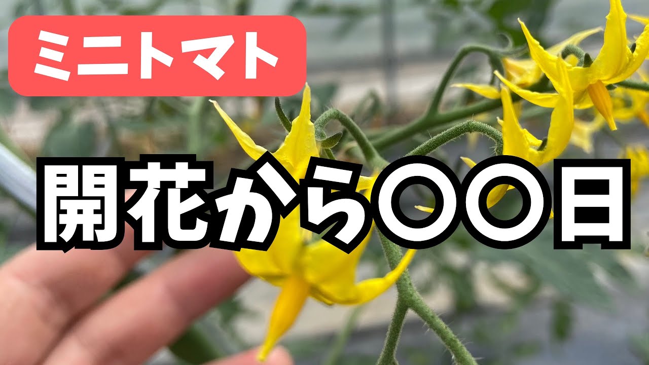 Must-Read Guide] How many days does it take for cherry tomatoes to