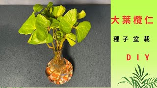 種子盆栽DIY教學--大葉欖仁 