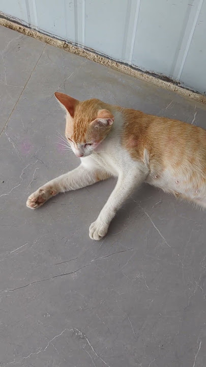 The best lazy cat in the world #animals #catmeow #meow #viralvideo