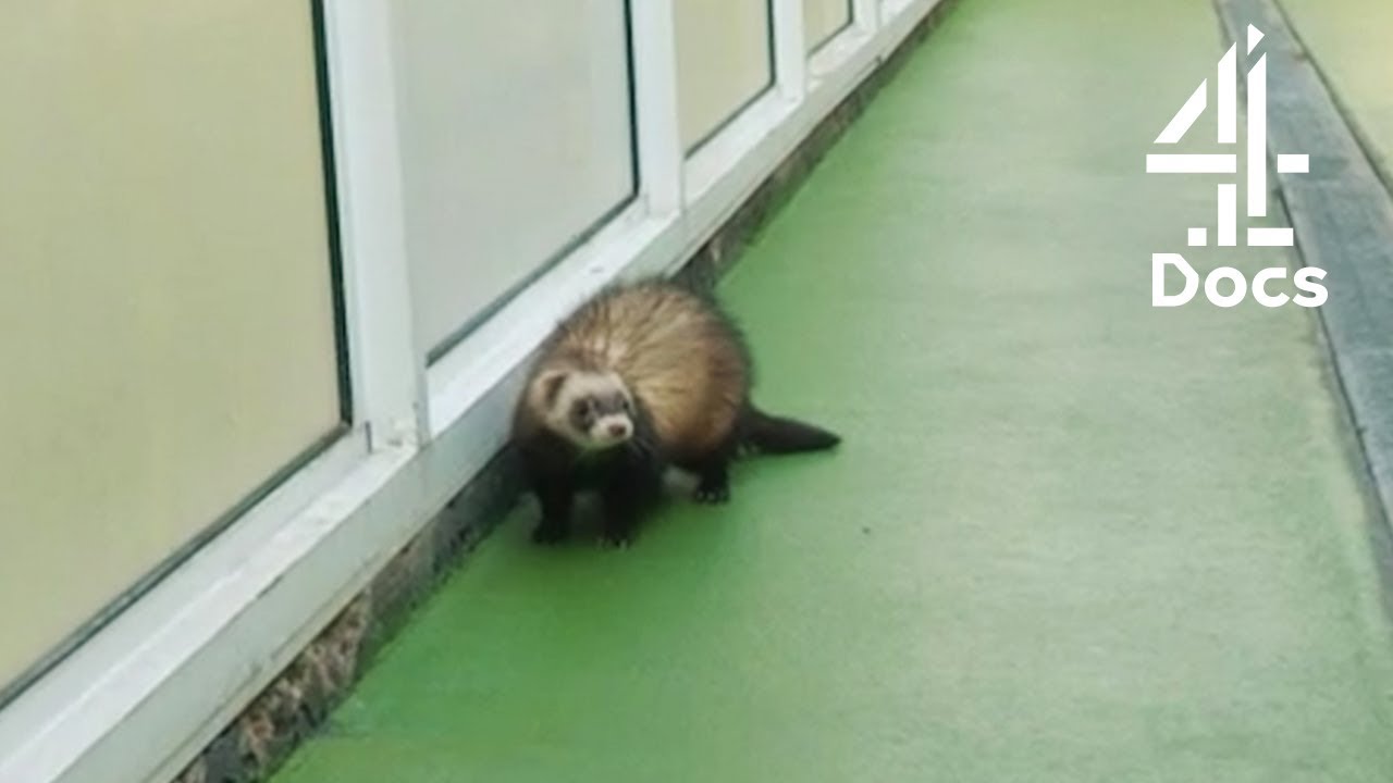 Mischievous Ferrets Escape in Heathrow Airport Animal Centre? YouTube