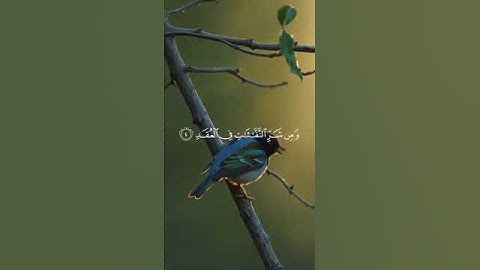 #شيخ احمد #islamicvideo #اكسبلور #المصحف #تلاوة_خاشعة_تلاوة_هادئة_تلاوة