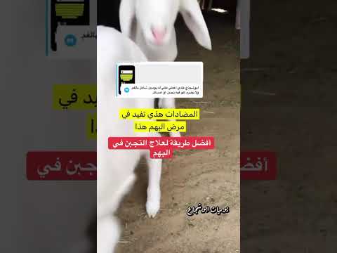 علاج التجبن في البهم من الأسباب التي تذبح صغار الغنم وخسارة المربين تربية الغنم البهم علاج التجبن