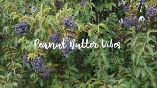 Peanut Butter Vibes | Lookbook