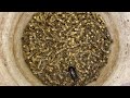 HELLO Catching INSECTS,Rhino Beetle,Mole Crickets,Bugs,Beetles. #insects #animal #subscribe