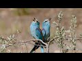 10 самых ярких птиц Крыма