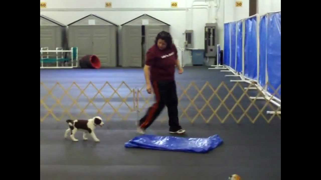 Rêve's puppy temperament test - YouTube