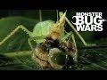 Most Savage Katydid Attacks | MONSTER BUG WARS