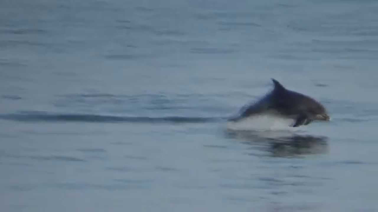 New Quay Dolphin Watching - YouTube