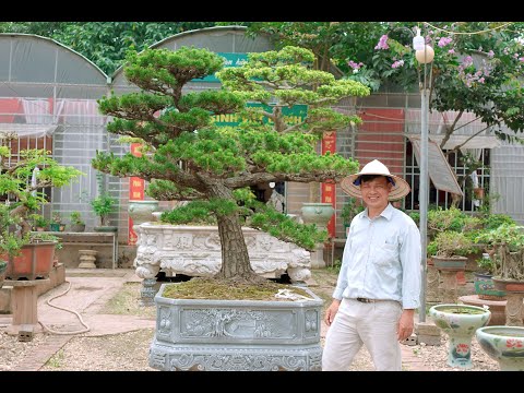 Video 115 triệu tác phẩm thông đen Nhật Bản mới về vườn. LH... - youtube