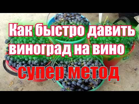 Как раздавить виноград в домашних условиях