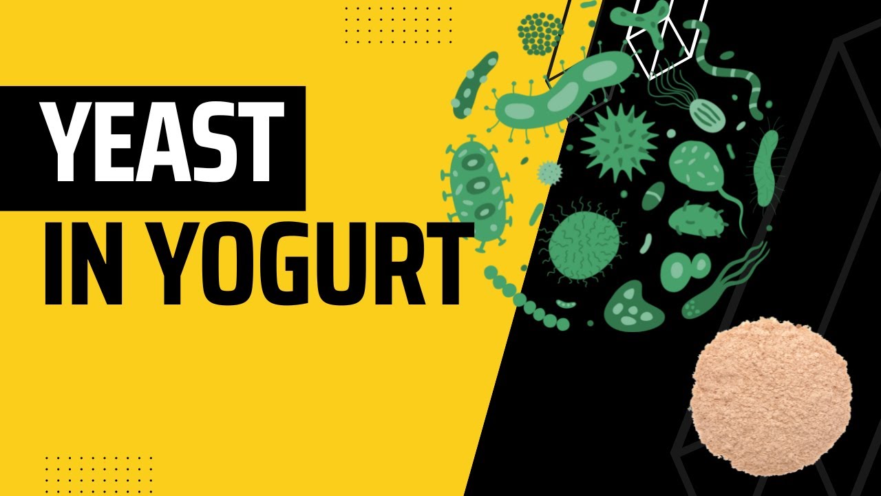 Does Yogurt prevent Yeast growth observe under microscope YouTube