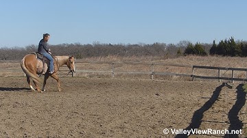 CR Ima Cougar - working the mechanical cow! - ValleyViewRanch.net