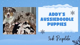 Addy's Aussiedoodles 3wk Pupdate by TN Valley Aussies & Doodles 176 views 4 months ago 8 minutes, 33 seconds