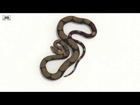 Boa Constrictor Low Poly 3D model by 3DModels.org