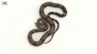 Boa Constrictor Low Poly 3D model by 3DModels.org