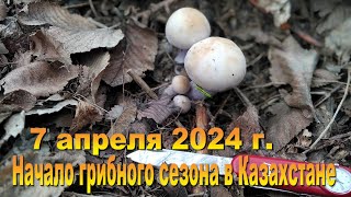 Открытие грибного сезона в Казахстане. 07.04.2024