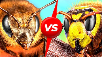Wer ist stärker Biene oder Wespe?