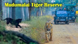 Mudumalai Tiger Reserve | Best national Park India | Nilgiri mountains | Black panther India