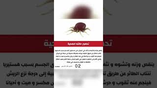 اعراض وجود القمل في الطيور الحسون طائرالحسون مقنين