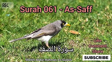 Surah  As-Saff//سورة الصف//সূরা আস-সাফ//tilawate //Sheikh Abdur-Rahman As-Sudais!!!