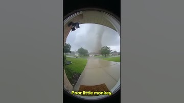 Terrified Monkey Caught in Tornado — Doorbell Camera Footage Looks Too Real!