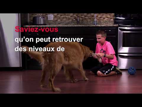 Vidéo: Spray aux puces naturel fait maison pour chiens