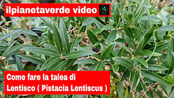 Come fare talee di lentisco?