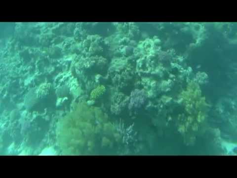 Video: Hvorfor Du Ikke Kan Svømme I Rødehavet Om Natten