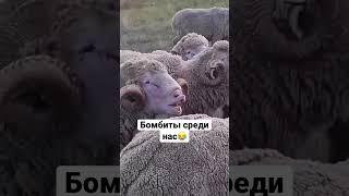 Бомбиты Ещё Среди Нас 😂 Дагестанская Озвучка  #Юмор