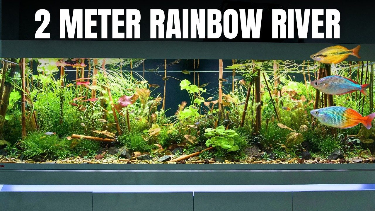 BUILDING THE ULTIMATE RAINBOWFISH TANK - The Full Aquarium Build Start to Finish