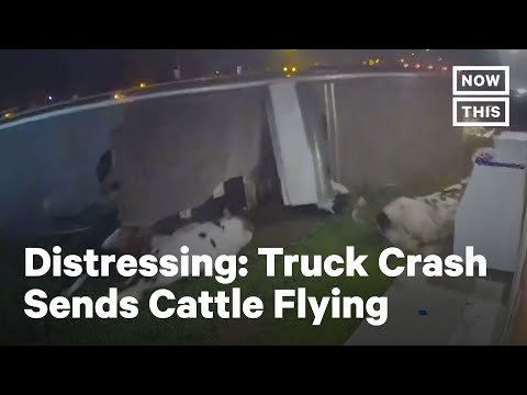 Cattle Truck Crashes on Liquor Store Lawn | NowThis