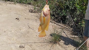 Câu cá Ngát và giới thiệu điểm câu bờ | Sông Nước Cần Giờ - Châu Huỳnh.