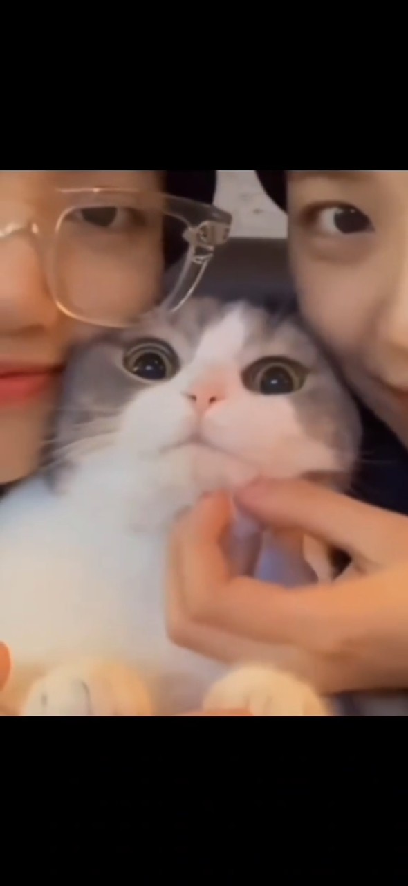 Lisa \u0026 Jisoo with cat on their vlive ? #lisa #jisoo #rosé #jennie #blackpink #shorts