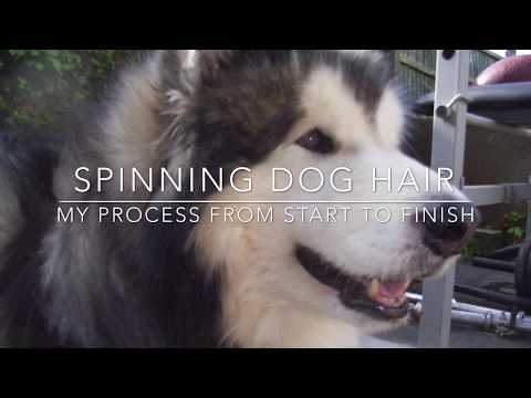 How to Spin Dog Hair-preparing and spinning dog hair-pet hair on a spinning  wheel - handspun yarn blog-Crafty Housewife Yarns & Fiber Arts