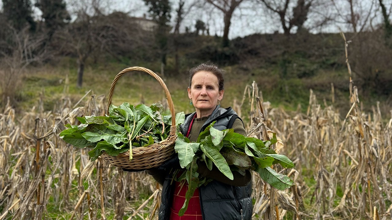 Cooking with Nature: Wild Edible Plants Turned into a Feast! 🌿🔥