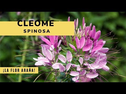 Video: Cultivo de Cleomes: plantación de flores de araña Cleome en su jardín